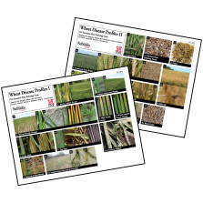 Wheat Disease Profiles